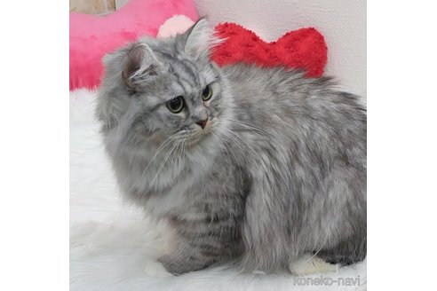 ナイアちゃん1枚目